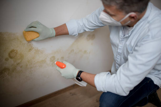 Best Same-Day Mold Removal  in Winchester, OH