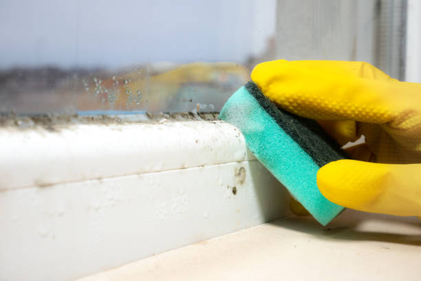 Best Mold Removal Near Me  in Winchester, OH