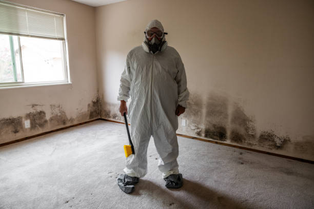 Best Affordable Mold Removal  in Winchester, OH